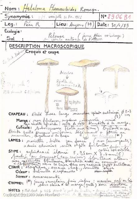 Hebeloma flammuloides (Hebeloma_flammuloides_1989_jm_1.jpg)