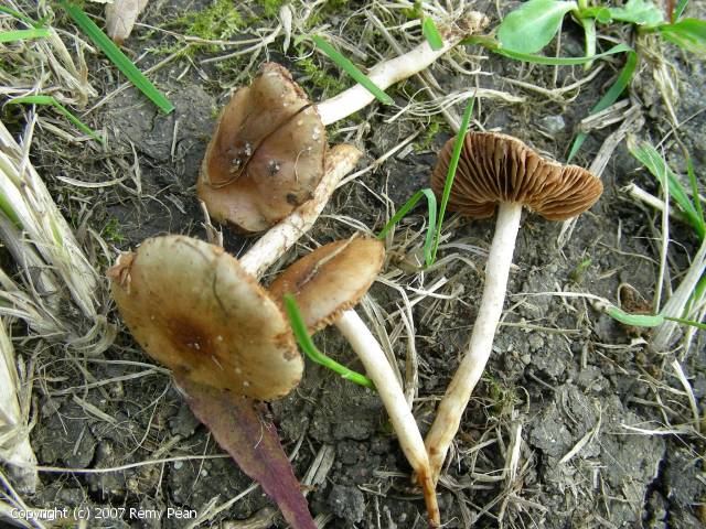 Hebeloma flammuloides (Hebeloma_flammuloides_2007_rp_1.jpg)