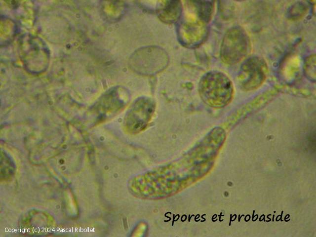 Helicogloea lagerheimii (Helicogloea_lagerheimii_2024_pr_2.jpg)