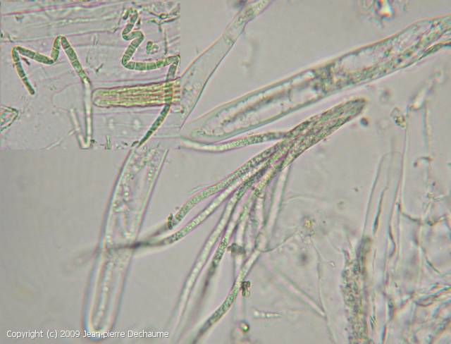 Helicomyces paludosus (Helicomyces_paludosus_2009_jd_2.jpg)