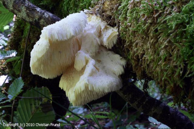 Hericium cirrhatum (Hericium_cirrhatum_2010_cf_1.jpg)