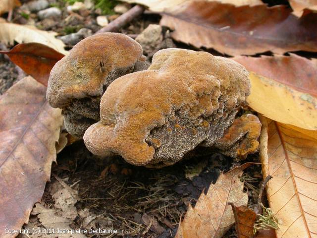 Hydnellum compactum (Hydnellum_compactum_2011_jd_1.jpg)