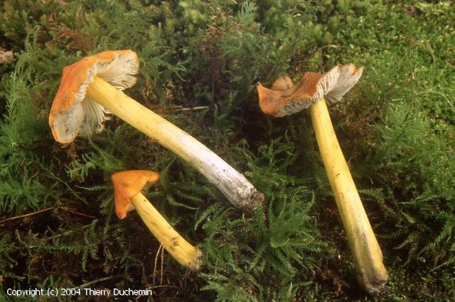 Hygrocybe conica (Hygrocybe_conica_2004_td_1.jpg)