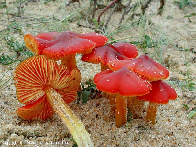 Hygrocybe conicoides (Hygrocybe_conicoides_2008_jg_1.jpg)