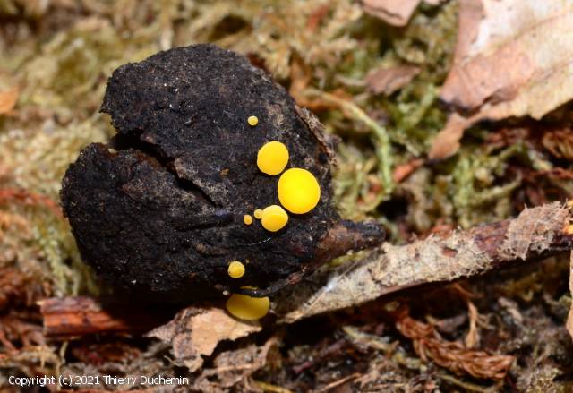 Hymenoscyphus calyculus (Hymenoscyphus_calyculus_2021_td_2.jpg)