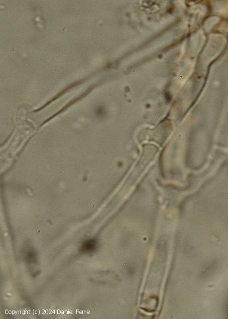 Hyphoderma litschaueri (Hyphoderma_litschaueri_2024_df_3.jpg)