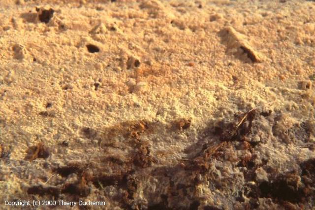 Hyphodontia alutaria (Hyphodontia_alutaria_2000_td_1.jpg)