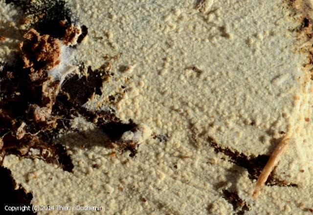 Hyphodontia pallidula (Hyphodontia_pallidula_2014_td_2.jpg)