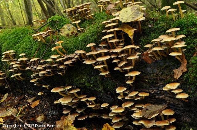 Hypholoma fasciculare (Hypholoma_fasciculare_2017_df_1.jpg)