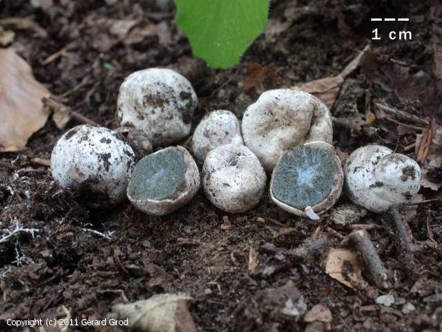 Hysterangium crassum (Hysterangium_crassum_2011_gg_1.jpg)