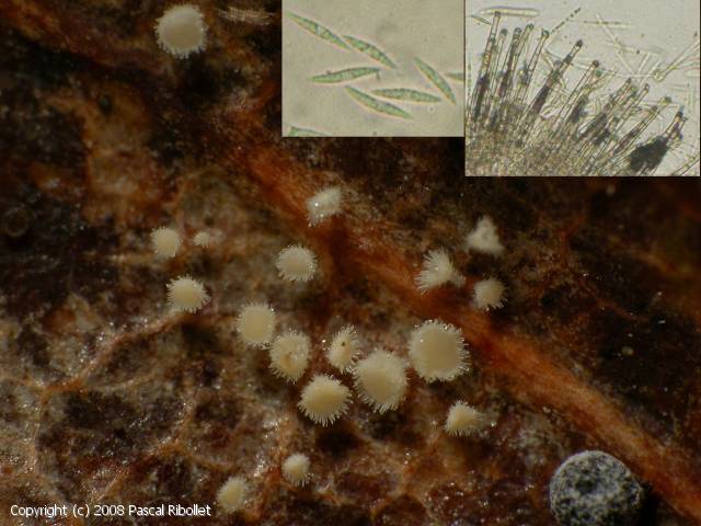Incrucipulum ciliare (Incrucipulum_ciliare_2008_pr_1.jpg)