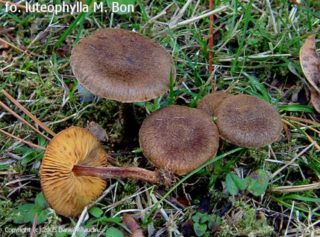 Inocybe lacera (Inocybe_lacera_2005_dr_1.jpg)