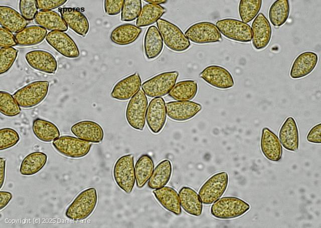 Inocybe pyriodora (Inocybe_pyriodora_2025_df_1.jpg)