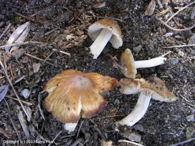 Inocybe salicis (Inocybe_salicis_2010_rp_1.jpg)