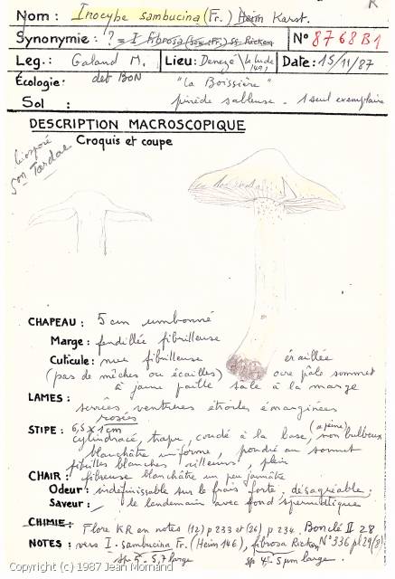 Inocybe sambucina (Inocybe_sambucina_1987_jm_1.jpg)