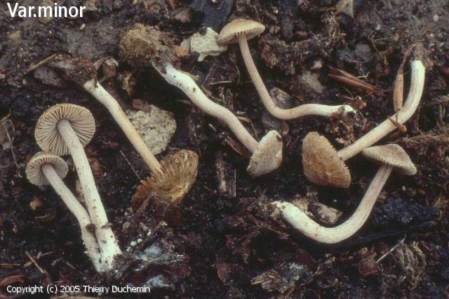 Inocybe scabella (Inocybe_scabella_2005_td_1.jpg)