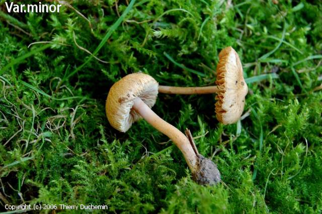Inocybe scabella (Inocybe_scabella_2006_td_5.jpg)