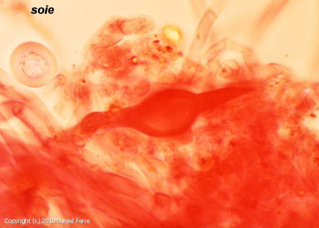 Inonotus hispidus (Inonotus_hispidus_2010_df_6.jpg)