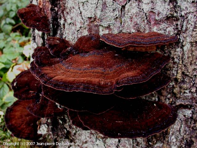 Ischnoderma benzoinum (Ischnoderma_benzoinum_2007_jd_1.jpg)