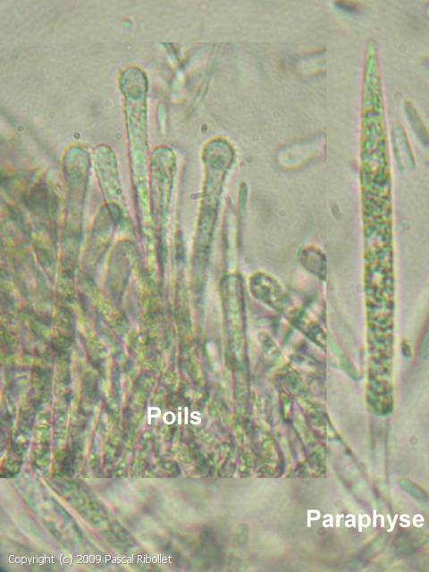 Lachnum fasciculare (Lachnum_fasciculare_2009_pr_2.jpg)