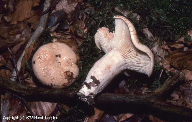 Lactarius pallidus (Lactarius_pallidus_1978_hj_1.jpg)