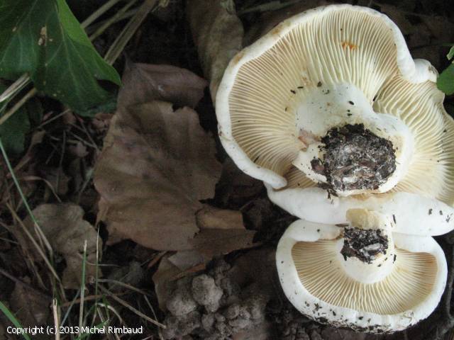 Lactifluus bertillonii (Lactifluus_bertillonii_2013_mr_1.jpg)