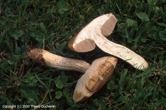 Leccinum rigidipes (Leccinum_rigidipes_2000_td_2.jpg)
