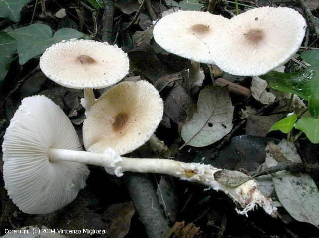 Lepiota clypeolaria (Lepiota_clypeolaria_2004_vm_1.jpg)