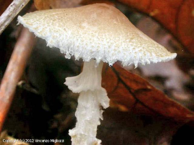 Lepiota clypeolaria (Lepiota_clypeolaria_2012_vm_1.jpg)