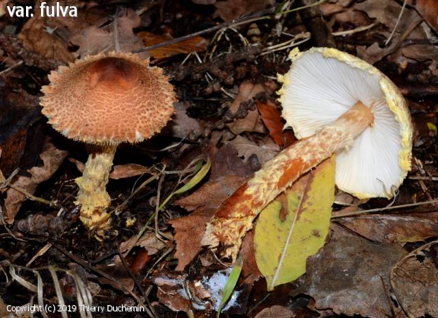 Lepiota magnispora (Lepiota_magnispora_2019_td_1.jpg)