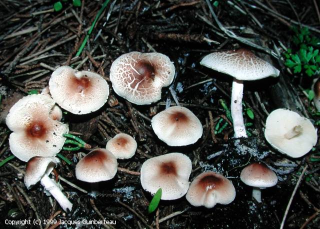 Lepiota saponella (Lepiota_saponella_1999_jg_1.jpg)