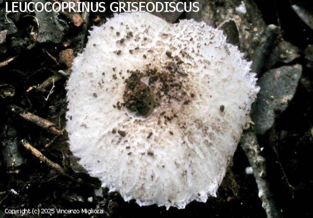 Leucoagaricus griseodiscus (Leucoagaricus_griseodiscus_2025_vm_2.jpg)