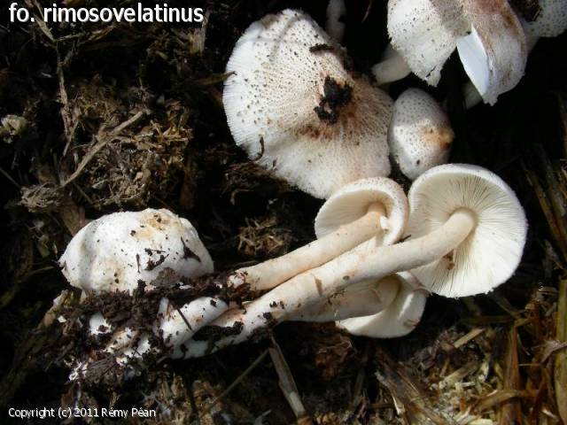Leucoagaricus pilatianus (Leucoagaricus_pilatianus_2011_rp_4.jpg)