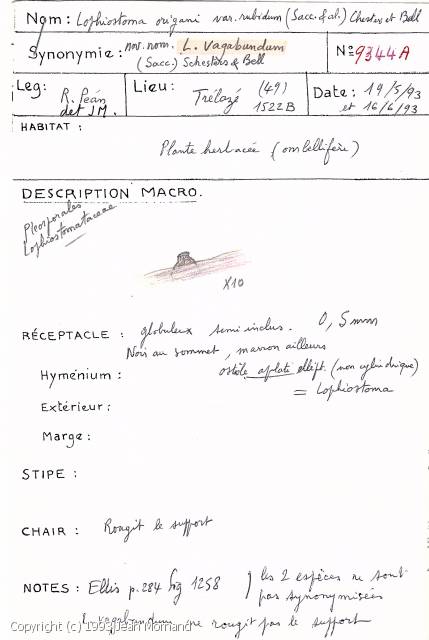 Lophiostoma vagabundum (Lophiostoma_vagabundum_1993_jm_1.jpg)