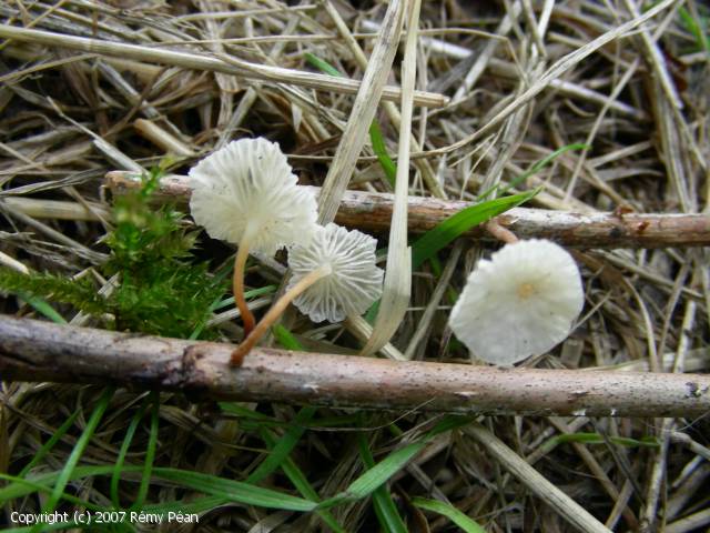 Marasmiellus vaillantii (Marasmiellus_vaillantii_2007_rp_1.jpg)