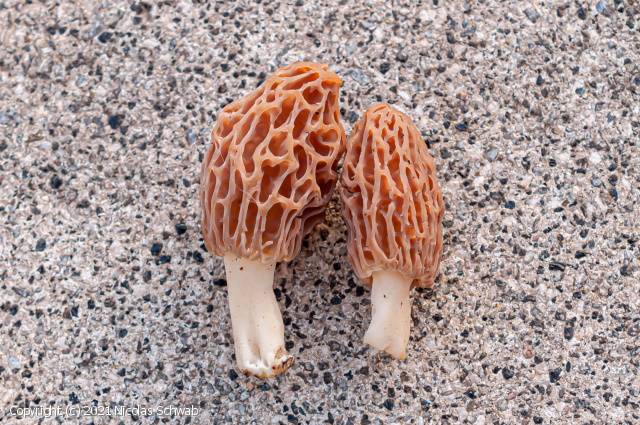 Morchella purpurascens (Morchella_purpurascens_2021_ns_1.jpg)