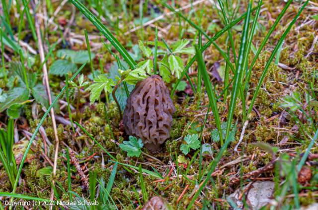 Morchella purpurascens (Morchella_purpurascens_2021_ns_2.jpg)