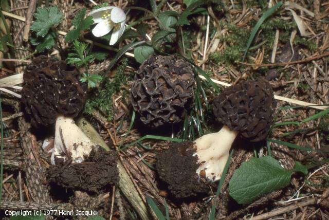 Morchella umbrina (Morchella_umbrina_1977_hj_1.jpg)