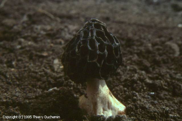 Morchella umbrina (Morchella_umbrina_1995_td_3.jpg)