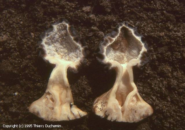 Morchella umbrina (Morchella_umbrina_1995_td_4.jpg)