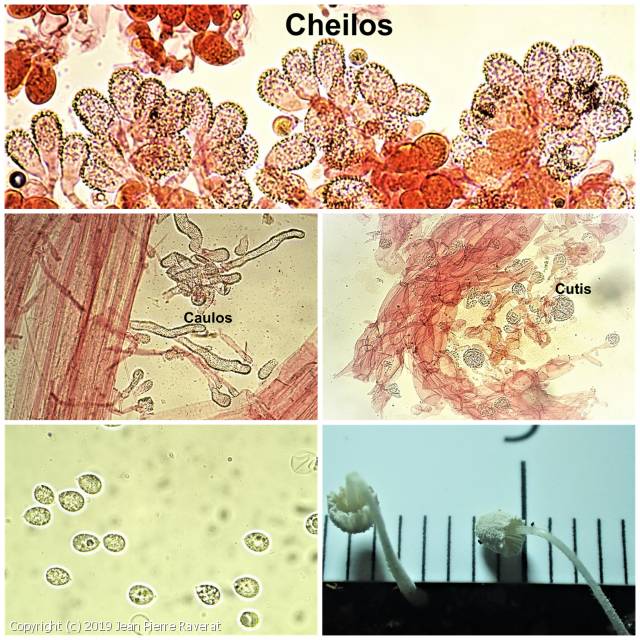 Mycena corynephora (Mycena_corynephora_2019_jpr_2.jpg)