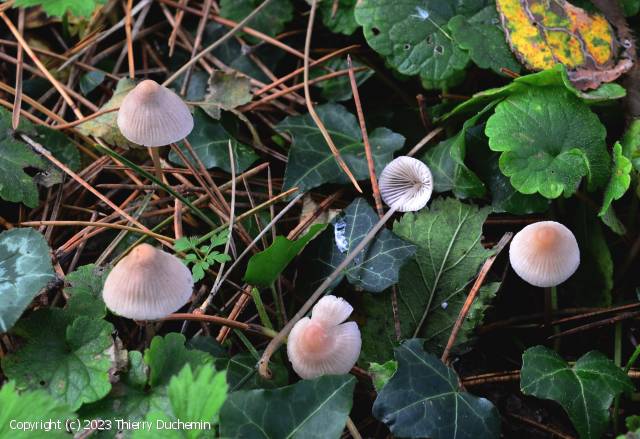 Mycena metata (Mycena_metata_2023_td_1.jpg)