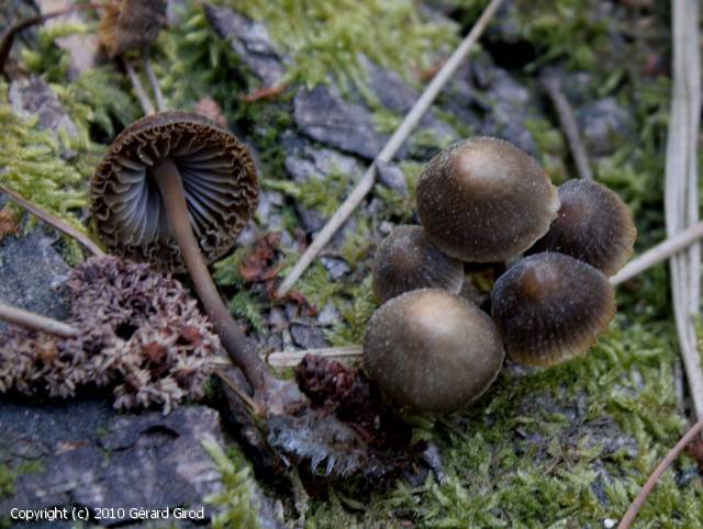 Mycena stipata (Mycena_stipata_2010_gg_1.jpg)