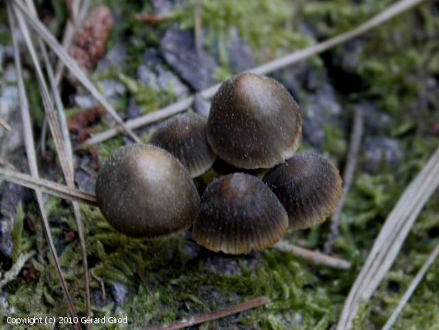 Mycena stipata (Mycena_stipata_2010_gg_2.jpg)