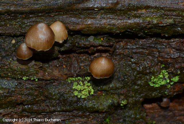 Mycena stipata (Mycena_stipata_2014_td_1.jpg)