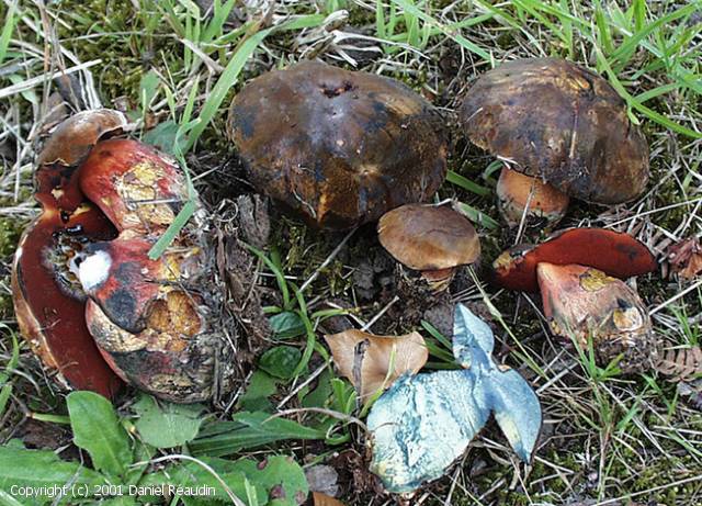 Neoboletus erythropus (Neoboletus_erythropus_2001_dr_1.jpg)