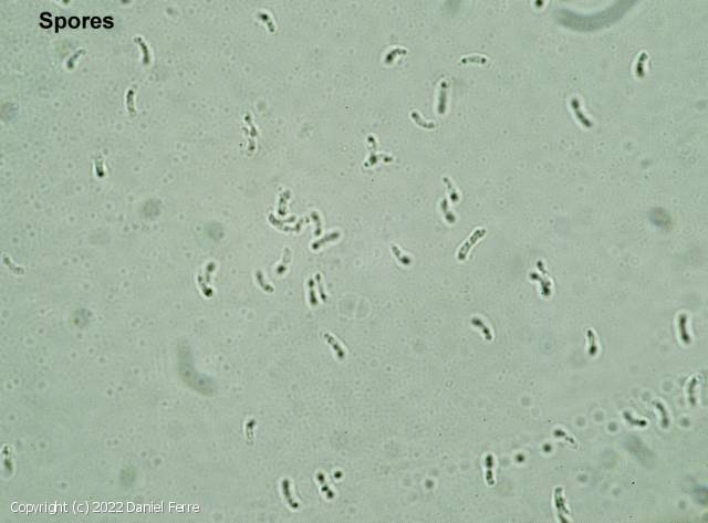 Osteina undosa (Osteina_undosa_2022_df_5.jpg)