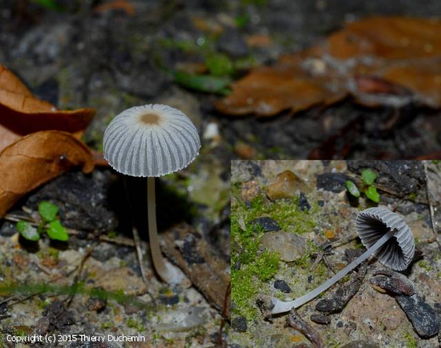 Parasola kuehneri (Parasola_kuehneri_2015_td_1.jpg)