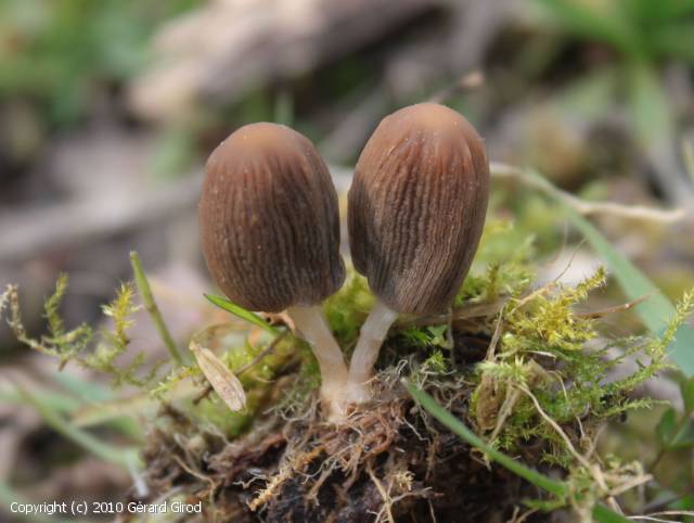 Parasola plicatilis (Parasola_plicatilis_2010_gg_1.jpg)