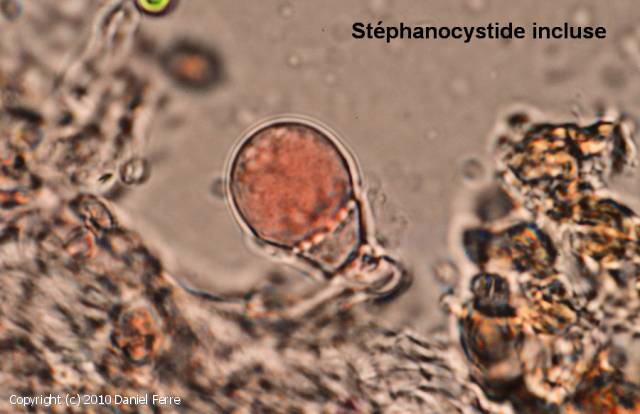 Peniophorella praetermissa (Peniophorella_praetermissa_2010_df_4.jpg)